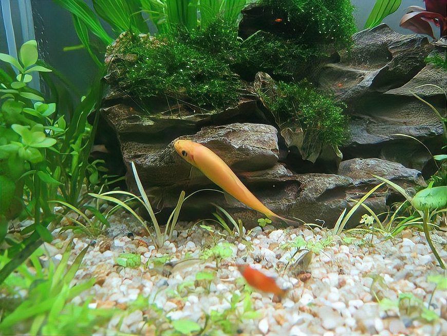 金苔鼠和清道夫哪個好