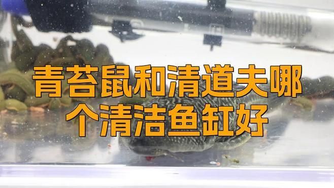 金苔鼠和清道夫哪個好