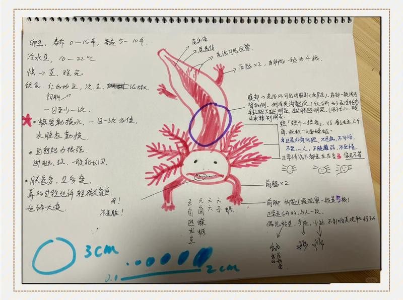 六角龍魚怕冷嗎