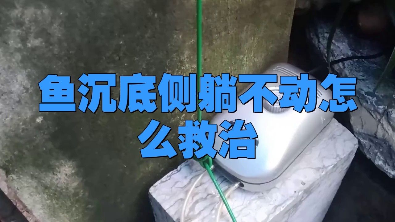 銀龍魚游缸底怎么了