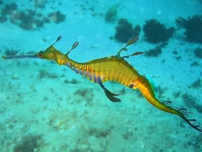 魚龍紋樣：魚龍是一種生活在海洋中的爬行動物嗎？ 魚龍紋樣：魚龍是一種生活在海洋中的爬行動物嗎？ 龍魚百科