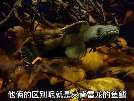雷龍魚(yú)品種介紹圖片大全視頻