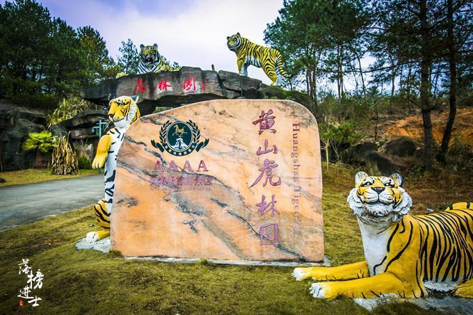 赤焰中國虎魚批發:尋找赤焰中國虎魚的批發信息以及貨源基地 龍魚百科 第4張 赤焰中國虎魚批發:尋找赤焰中國虎魚的批發信息以及貨源基地 赤焰中國虎魚批發:尋找赤焰中國虎魚的批發信息以及貨源基地 龍魚百科 第4張