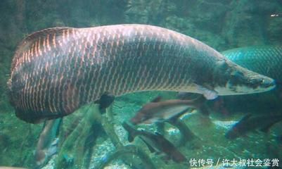 巨骨舌魚和金龍魚哪個貴些：巨骨舌魚和金龍魚哪個貴？