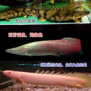 巨骨舌魚和金龍魚哪個貴些：巨骨舌魚和金龍魚哪個貴？