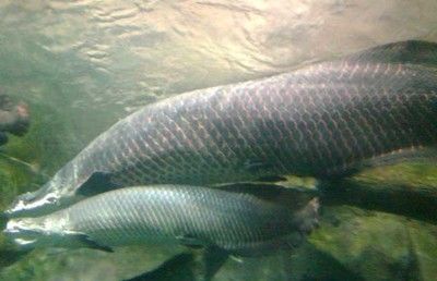 巨骨舌魚和金龍魚哪個貴些：巨骨舌魚和金龍魚哪個貴？