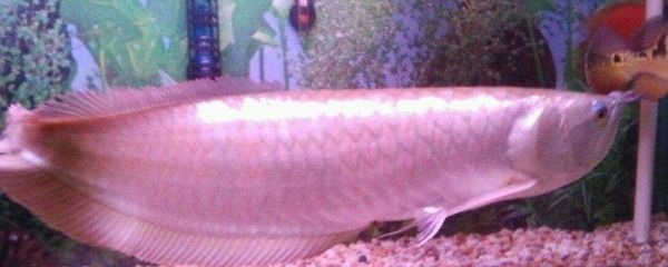 銀龍魚(yú)撞缸頭部受傷會(huì)死嗎（銀龍魚(yú)撞缸頭部受傷會(huì)導(dǎo)致死亡嗎）