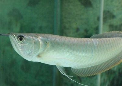 銀龍魚(yú)撞缸頭部受傷會(huì)死嗎（銀龍魚(yú)撞缸頭部受傷會(huì)導(dǎo)致死亡嗎）