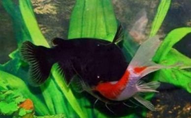 銀龍魚(yú)撞缸頭部受傷會(huì)死嗎（銀龍魚(yú)撞缸頭部受傷會(huì)導(dǎo)致死亡嗎）