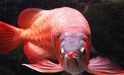 銀龍魚(yú)撞缸頭部受傷會(huì)死嗎（銀龍魚(yú)撞缸頭部受傷會(huì)導(dǎo)致死亡嗎）