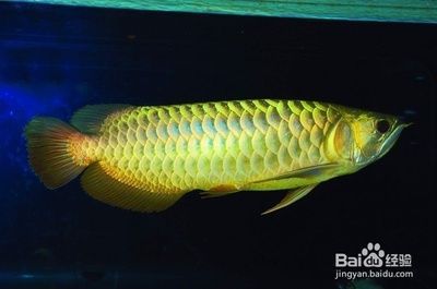 龍魚經常在水底是什么原因：龍魚為什么經常在水底游動