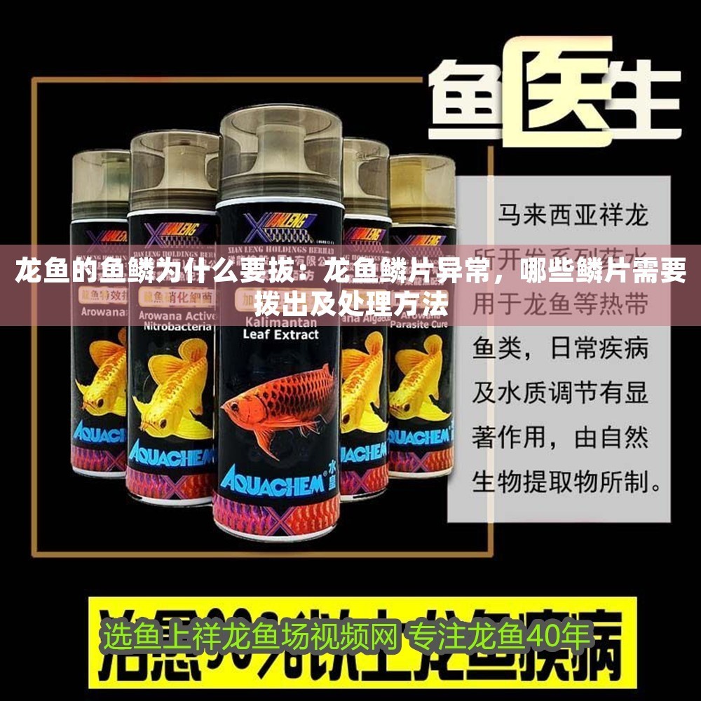 龍魚的魚鱗為什么要拔：龍魚鱗片異常，哪些鱗片需要撥出及處理方法
