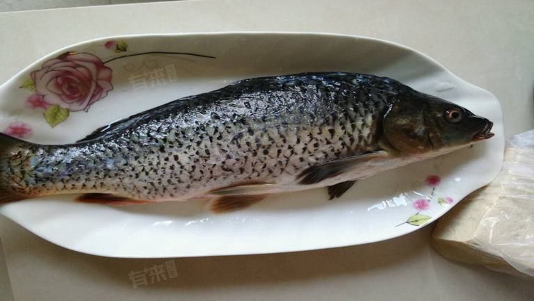 哪些人群不適合吃龍魚