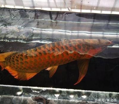 養(yǎng)9條龍魚代表什么意思（九條龍魚在中國(guó)文化中通常象征著吉祥、繁榮和長(zhǎng)壽）