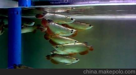 金龍魚魚缸的價格范圍和具體的實例價格：金龍魚魚缸價格范圍和具體的實例價格范圍和實例價格