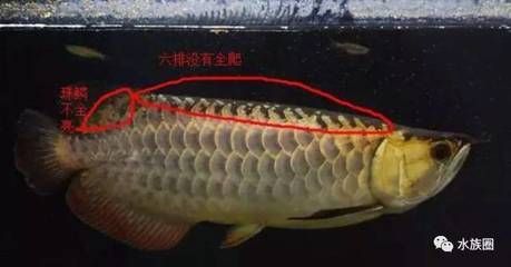 如何判斷金龍魚的品質(zhì)是非常重要的以下是根據(jù)搜索結(jié)果整理的一些方法：判斷金龍魚的品質(zhì)需要從多個方面進行考慮金龍魚的品質(zhì)