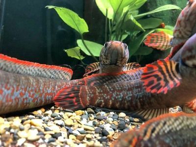 紅曼龍魚能和什么魚混養一起：紅曼龍魚在混養時需要考慮與其他魚類的兼容性以及兼容性
