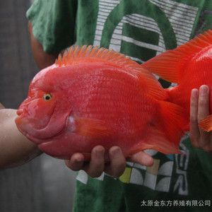金龍魚(yú)苗好養(yǎng)嗎怎么養(yǎng)活：金龍魚(yú)苗好養(yǎng)嗎怎么養(yǎng)活金龍魚(yú)苗養(yǎng)殖方法