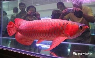 紅龍魚死了有什么講究嗎（紅龍魚為什么會死亡？）
