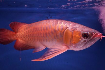 龍巔魚鄰商家信譽(yù)評價：養(yǎng)魚愛好者的交流圣地，龍巔魚鄰app