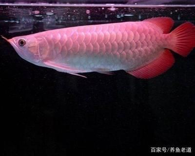 養龍魚濾材多久換一次水：養龍魚時濾材的更換頻率