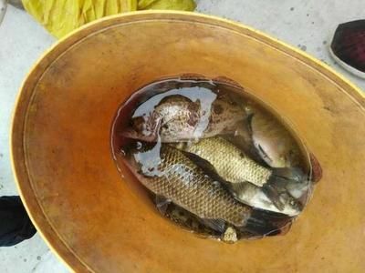 龍魚喂小活魚好嗎：龍魚喂小活魚可以嗎