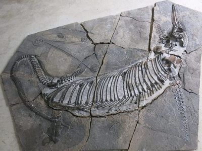 薩斯特魚龍的資料：《方舟：生存進化》dlc新生物投票結束，薩斯特魚龍未來亮相 薩斯特魚龍的資料：《方舟：生存進化》dlc新生物投票結束，薩斯特魚龍未來亮相 龍魚百科