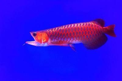 龍魚美容師去哪找：如何成為龍魚美容師 龍魚美容師去哪找：如何成為龍魚美容師 龍魚百科 第1張