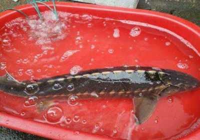 鱈龍魚多少錢一斤（目前未查詢到明確關于鱈龍魚多少錢一斤的信息） 鱈龍魚多少錢一斤（目前未查詢到明確關于鱈龍魚多少錢一斤的信息） 龍魚百科 第5張