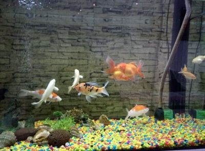 中國斗魚能和龍魚混養嗎（中國斗魚不建議與龍魚混養）