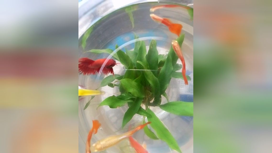 中國斗魚能和龍魚混養嗎（中國斗魚不建議與龍魚混養）
