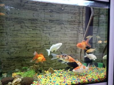 中國斗魚能和龍魚混養嗎（中國斗魚不建議與龍魚混養）
