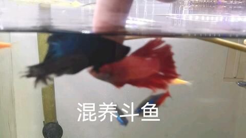 中國斗魚能和龍魚混養嗎（中國斗魚不建議與龍魚混養）