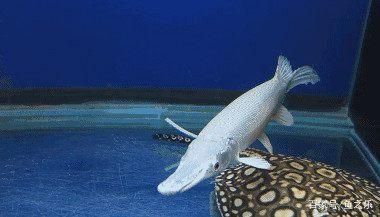 白化火箭魚的繁殖習性：白化火箭魚的繁殖習性包括產卵和孵化 白化火箭魚的繁殖習性：白化火箭魚的繁殖習性包括產卵和孵化 龍魚百科 第2張