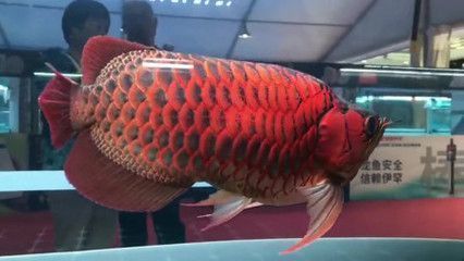 龍魚變白了怎么回事：龍魚變白了怎么回事，