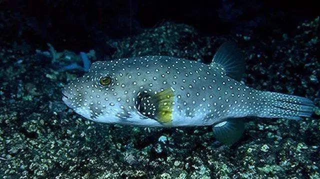 龍魚對哪些顏色最敏感？
