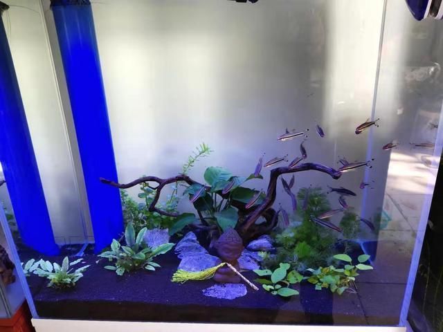 龍魚魚缸推薦品種圖片：龍魚魚缸品牌口碑對比，龍魚魚缸內部裝飾技巧