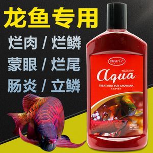 龍魚爛鰭爛尾的藥物治療（龍魚爛鰭爛尾怎么辦）