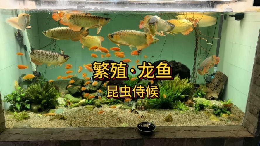 漳州龍魚繁殖方法圖片大全