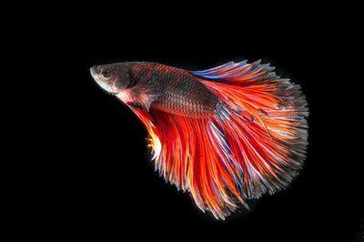 金龍魚(yú)養(yǎng)多久才繁殖：關(guān)于金龍魚(yú)繁殖周期的詳細(xì)信息