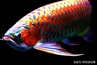 龍魚吃魚苗嗎（龍魚會吃魚苗嗎）