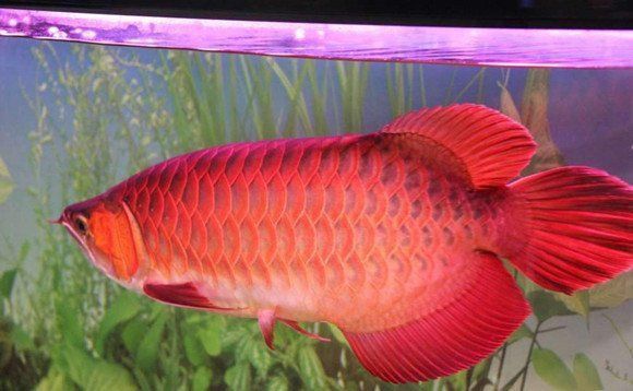 能詳細(xì)說說血紅龍嗎？