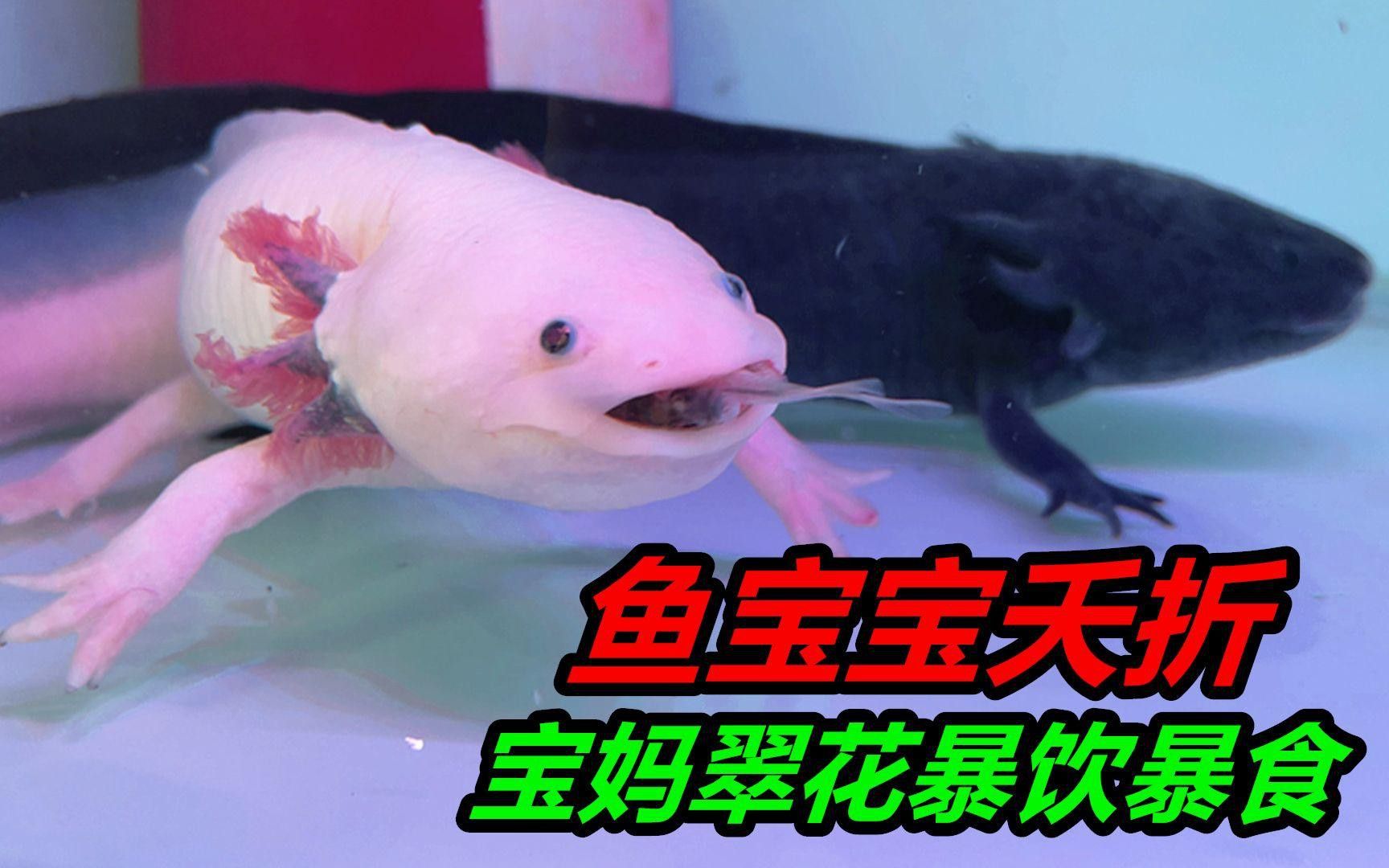 如何預防恐龍魚生病？