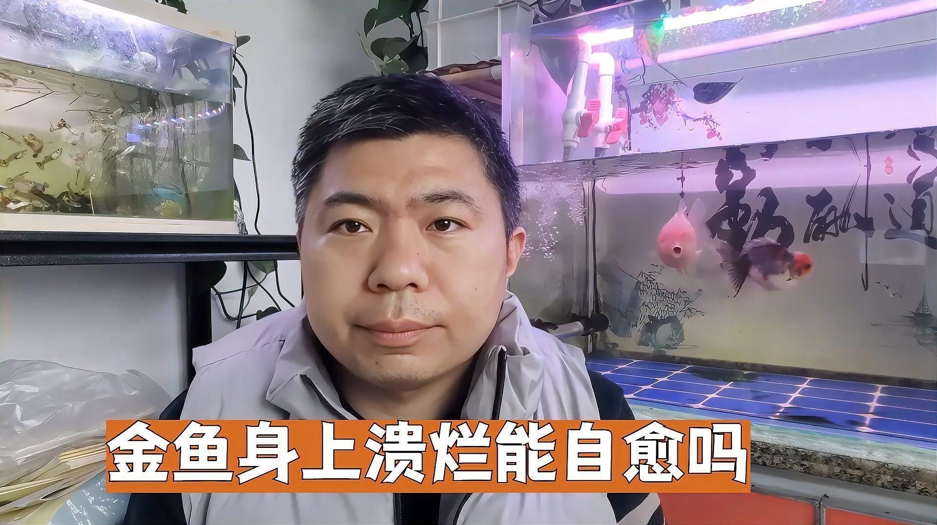 金魚爛尾巴潰爛會(huì)自愈嗎？