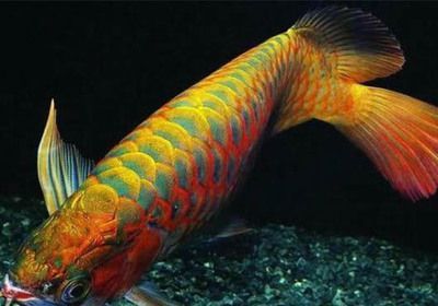 龍魚翹尾：在某些情況下，龍魚翹尾可能是正常的生理現象