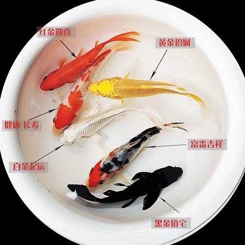 風(fēng)水魚圖片大全大圖