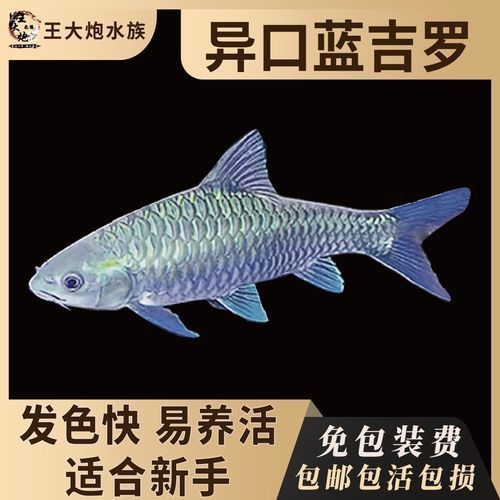 風(fēng)水魚圖片大全大圖