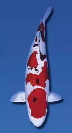 風(fēng)水魚圖片大全大圖