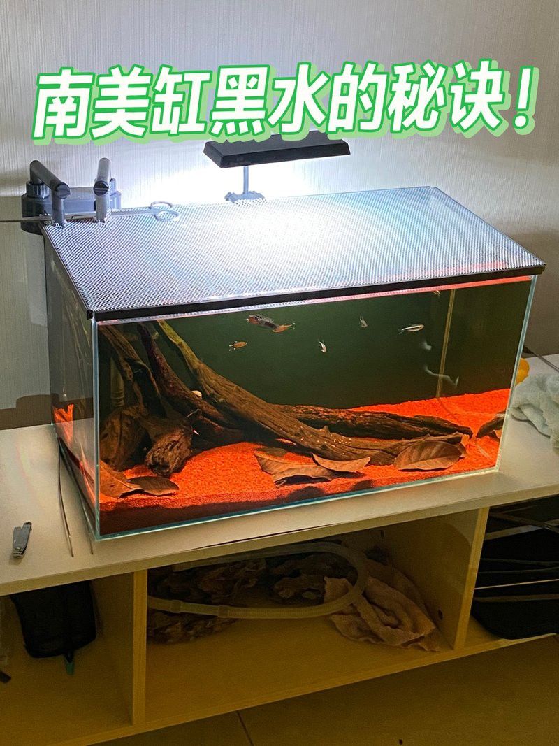 雷龍魚混養(yǎng)需要多大的魚缸？