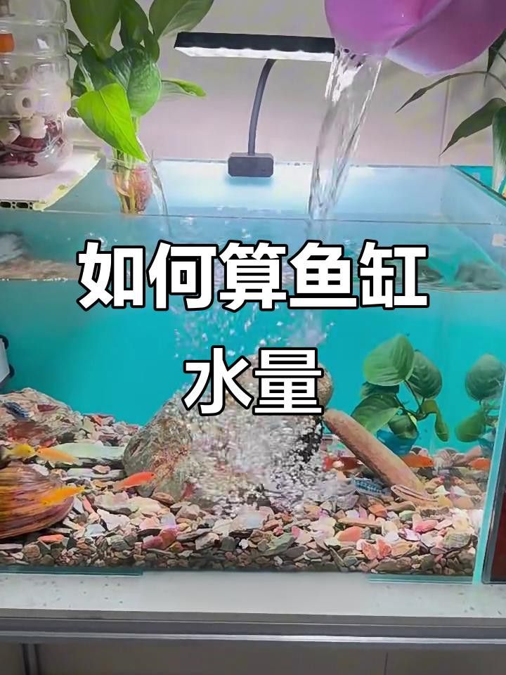 雷龍魚混養(yǎng)需要多大的魚缸？